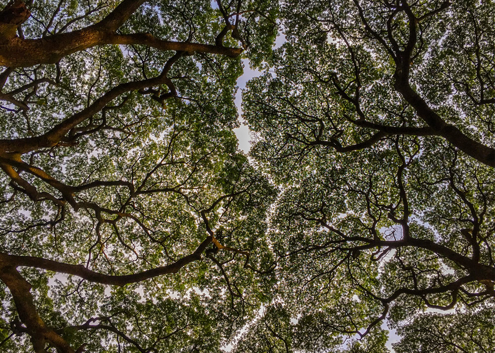 My Journey With Trees: Fascinating Photo Series By Dakshina Murthy